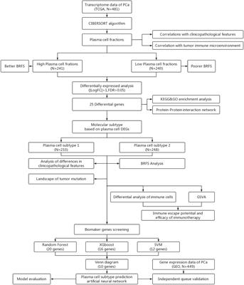 Plasma cell subtypes analyzed using artificial intelligence algorithm for predicting biochemical recurrence, immune escape potential, and immunotherapy response of prostate cancer